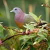 Holub papousci - Treron vernans - Pink-necked Green-Pigeon o2736